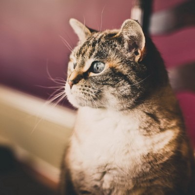 1920 x 1080 HD Wallpapers 3372